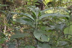 Strobilanthes barbatus